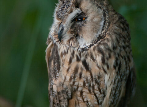 The ScOwl