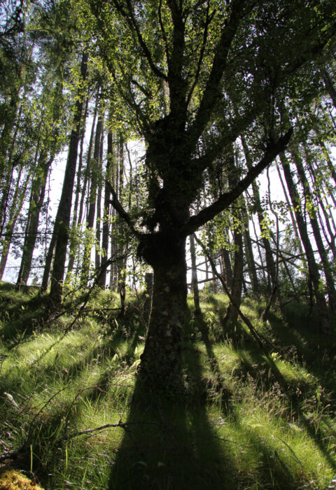 Through The Trees